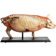 A rare German anatomical model of a pig.