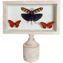 Natural Specimen of a cricket and two butterflies in a wooden show case.