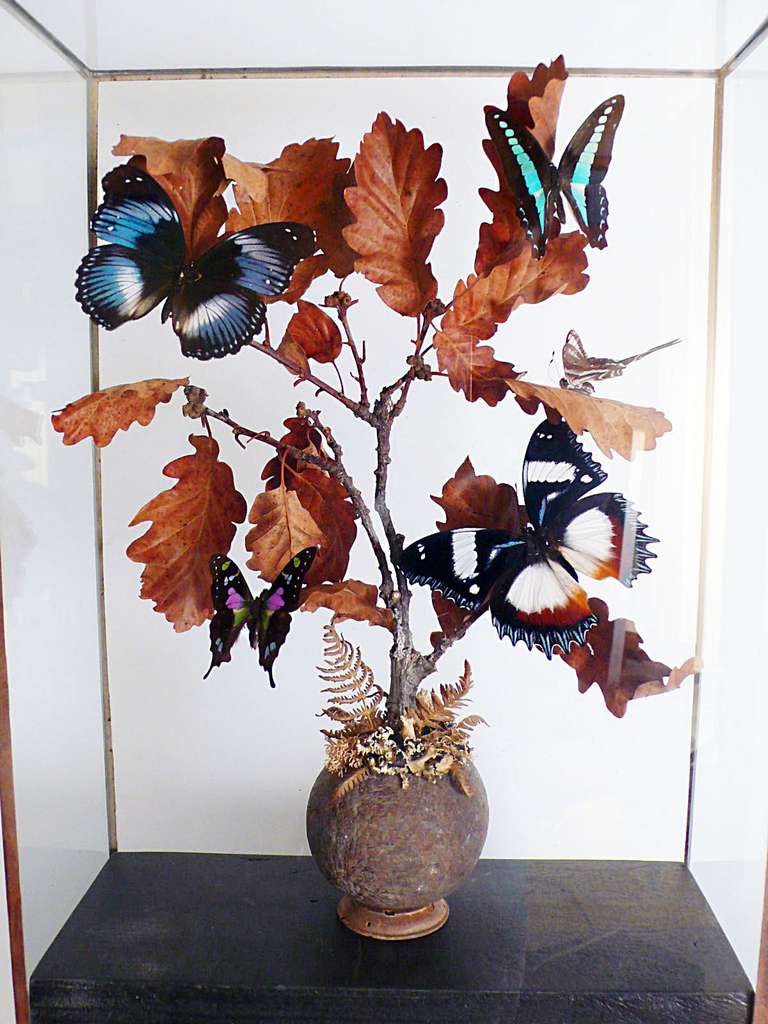 A Diorama with natural Wunderkammer Specimens of butterflies. The Specimens are mounted inside a brown painted wooden show case with glasses, leaned over oak tree branches.