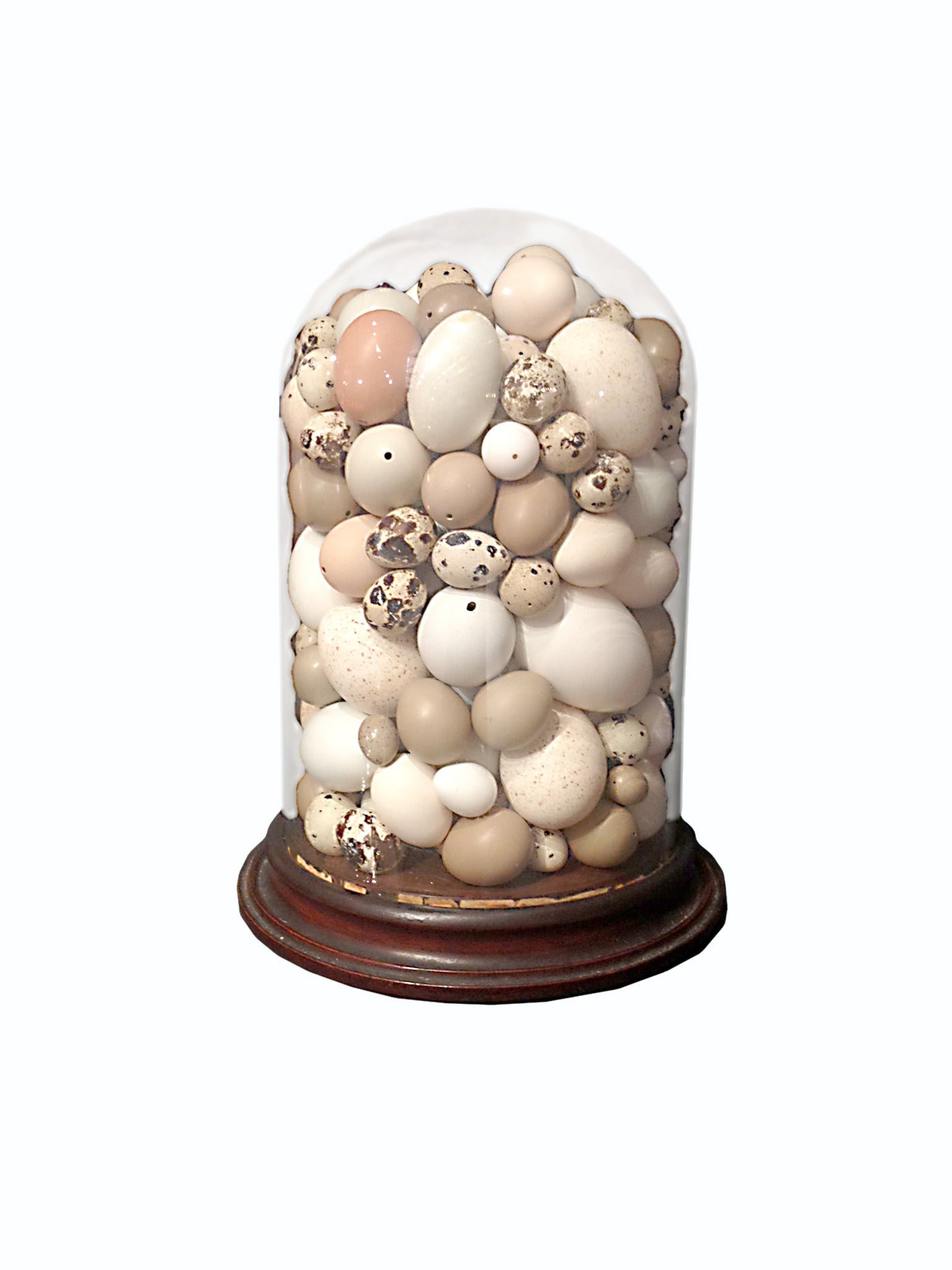 Rare victorian collection of different bird's eggs.
