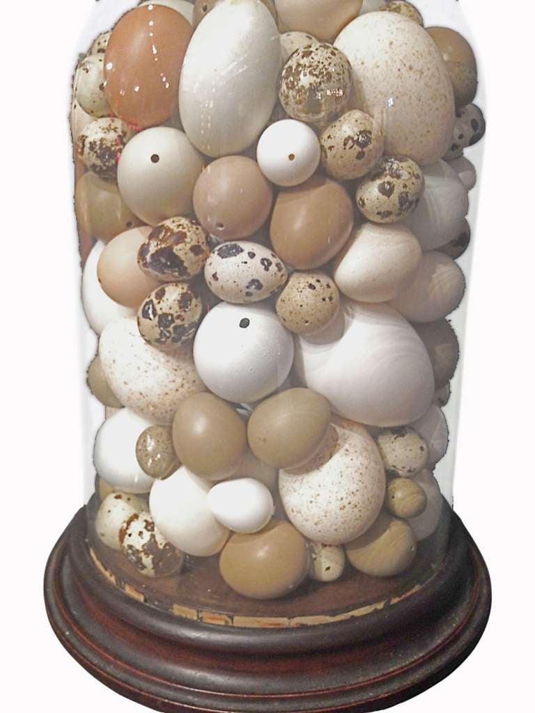 British Rare victorian collection of different bird's eggs.