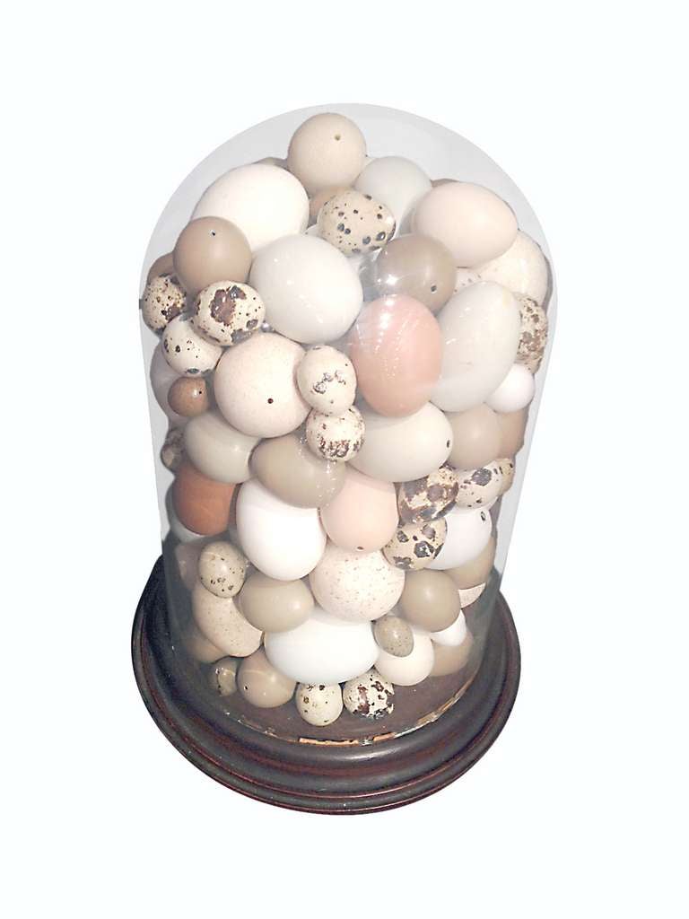 Rare collection of different sizes and different bird’s eggs under a bell jar.