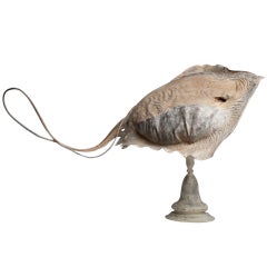 A Rare Marine Wunderkammer Specimen, The Sting Ray.