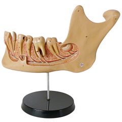 Anatomic Model For Class Depicting a Jaw with Teeth