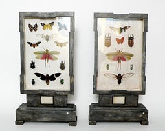 A Rare Natural Specimen: A Collection of Insects in a Pair of Wooden Show Cases