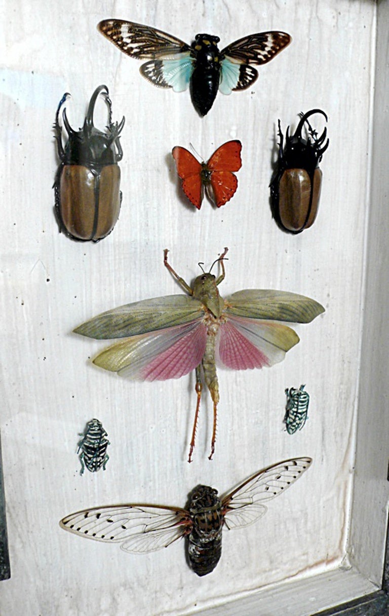 A Rare Natural Specimen: A Collection of Insects in a Pair of Wooden ...