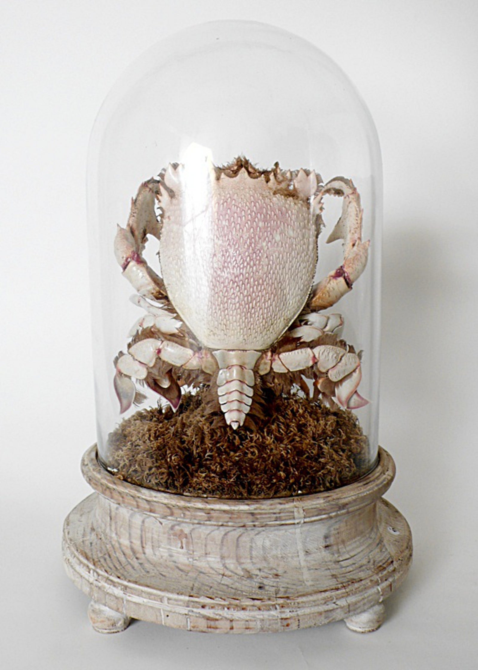 Rare Marine Specimen: The Spanner Crab Ranina Ranina and the Crab Brachyura