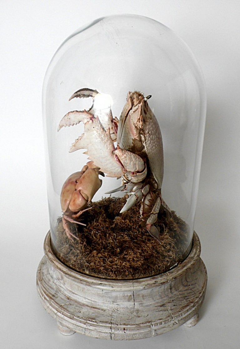 Rare Marine Specimen The Spanner Crab Ranina Ranina and the Crab