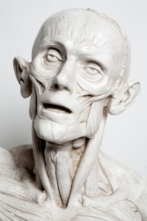 Rare Plaster Cast Of Scraped Anatomic Model Bust Of A Man ...