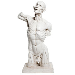 Rare Plaster Cast Of Scraped Anatomic Model Bust Of A Man.