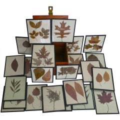 24 Leaf Specimens in Custom Box