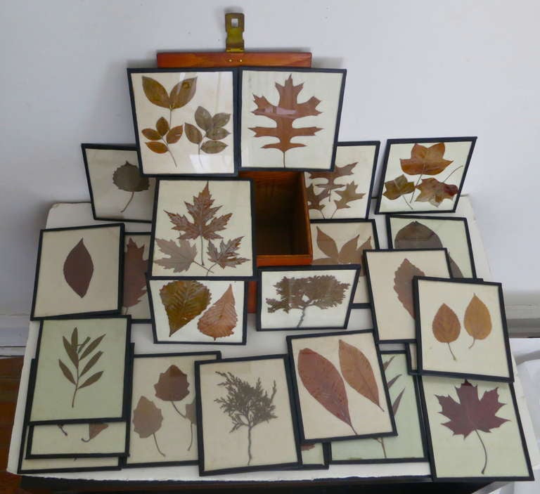 Appealing graphic collection of 24 leave specimens, each in glass with cloth tape edges,  type written notes and descriptions on verso, each specimen is 7 in. x 6 in.