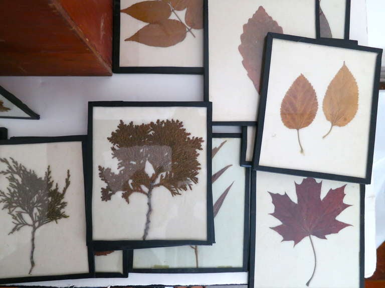 24 Leaf Specimens in Custom Box In Excellent Condition In North Egremont, MA