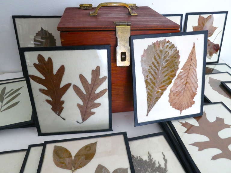 20th Century 24 Leaf Specimens in Custom Box