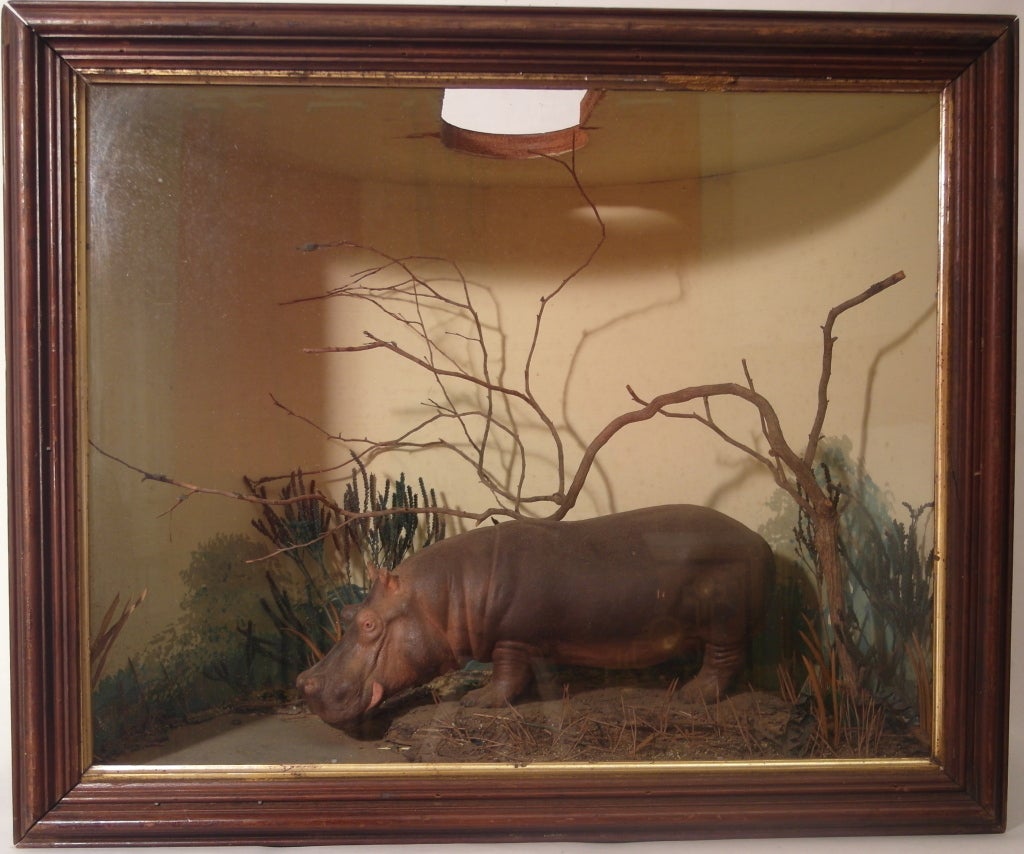 Diorama with Hippopotamus For Sale at 1stDibs hippo diorama, hippo