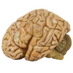 Plaster Human Brain Model