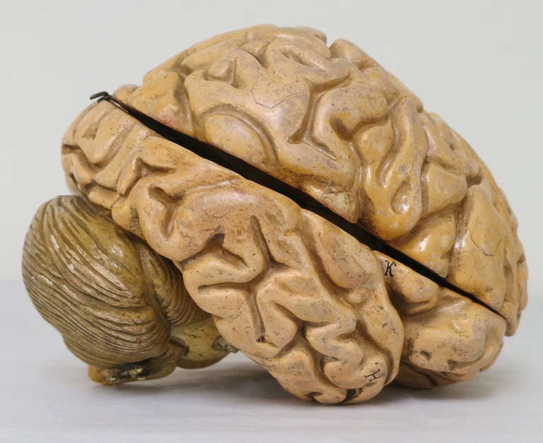 Plaster Human Brain Model