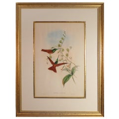 Hummingbird Lithograph by John Gould