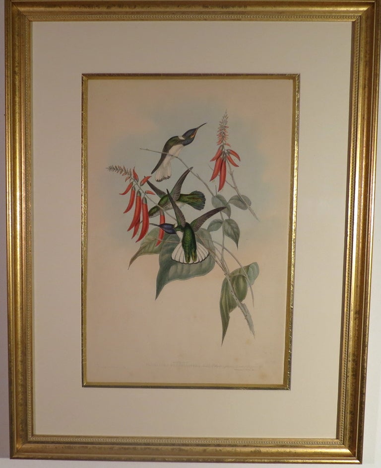 Hand colored lithograph of the hummingbird, Florisuga Flabellifera, by the British ornithologist John Gould. credits on lower left, J Gould and H C Richter del et lith and on lower right, Hullmandel & Walton, Imp