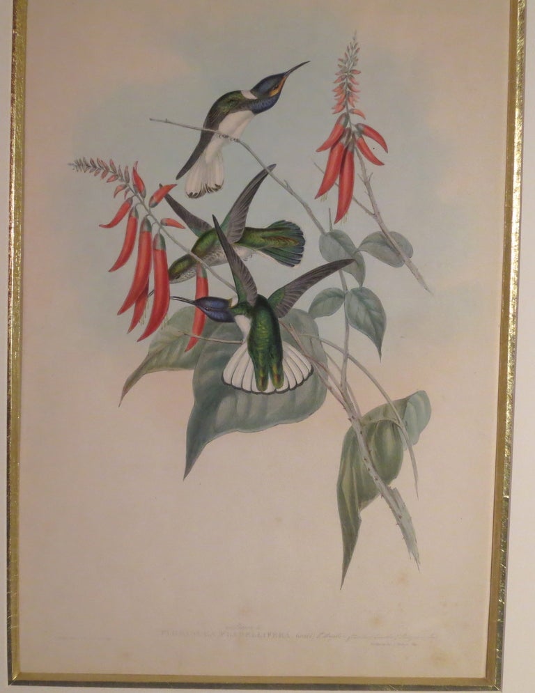 British Hummingbird Lithograph by John Gould