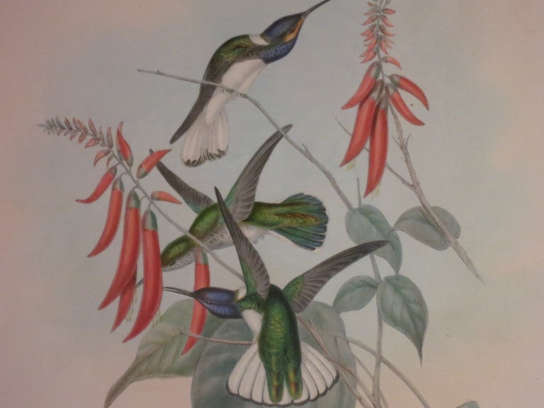Hummingbird Lithograph by John Gould In Good Condition In North Egremont, MA