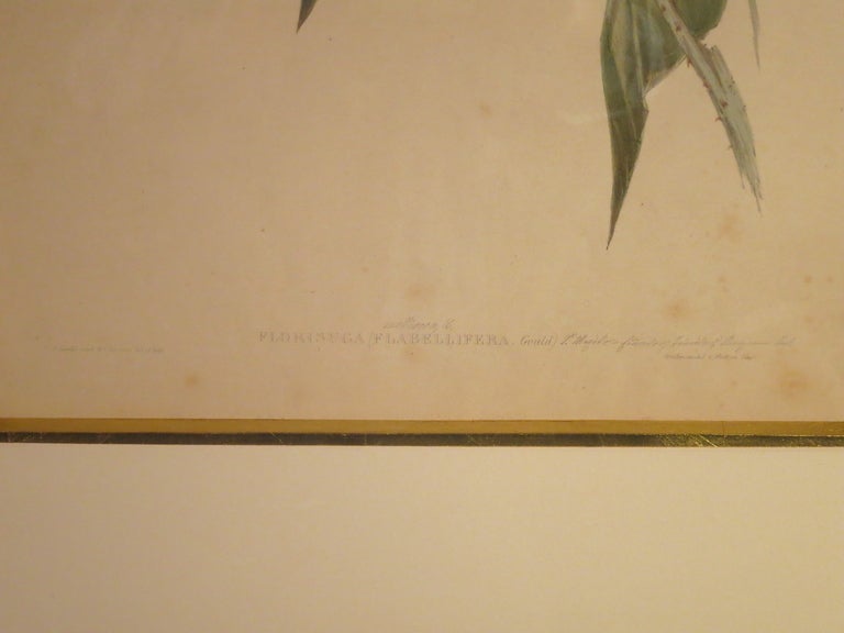 19th Century Hummingbird Lithograph by John Gould