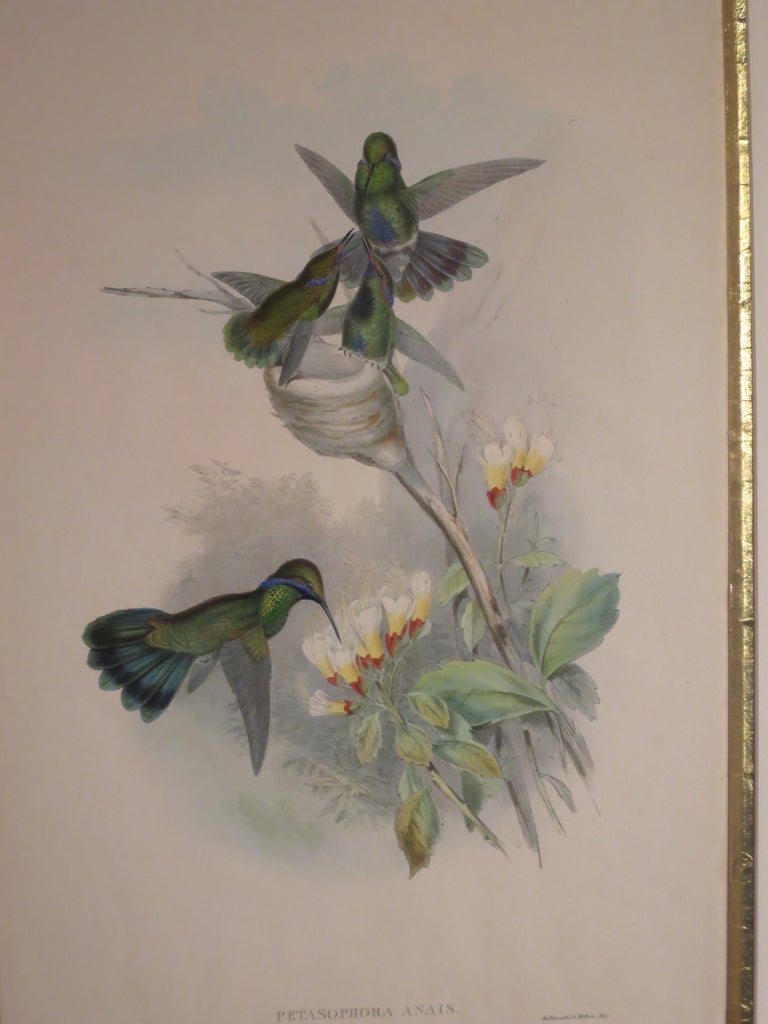 Hand colored lithograph of the hummingbird, Petasophora Anais, by the British ornithologist John Gould. credits on lower left, J Gould and H C Richter del et lith and on lower right, Hullmandel & Walton, Imp