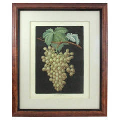 george brookshaw Print of Muscat Wine Grapes