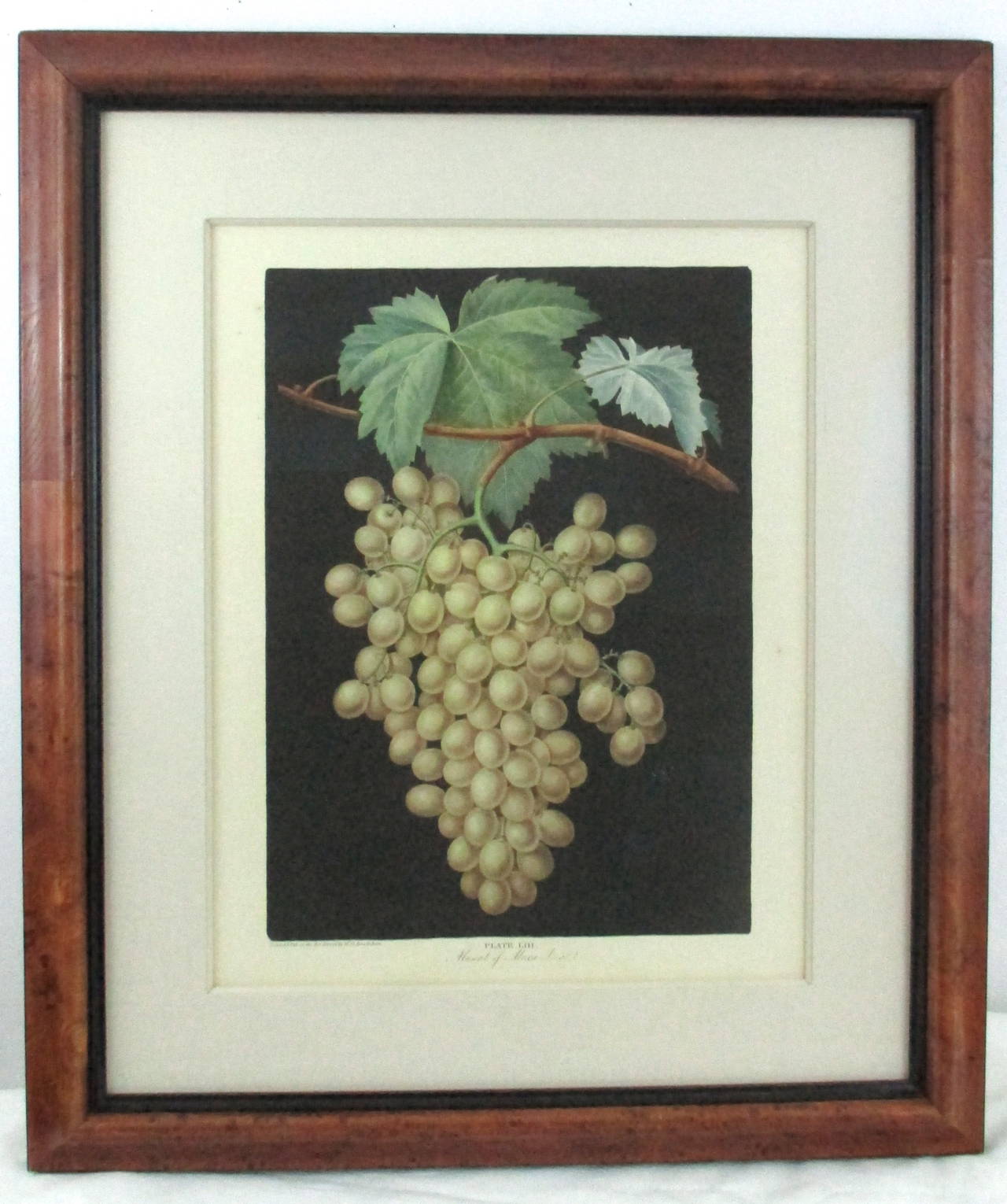 Hand colored aquatint by george brookshaw of the "Muscat Grapes of Alexandria". One of the standout images from george brookshaw's "Pomona Britantica" printed in 1812 with the rich details and coloration emerging from the brown