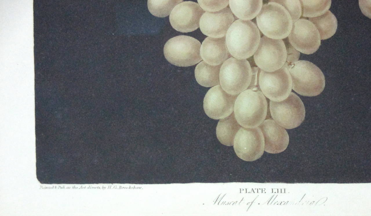 george brookshaw Print of Muscat Wine Grapes In Good Condition For Sale In North Egremont, MA