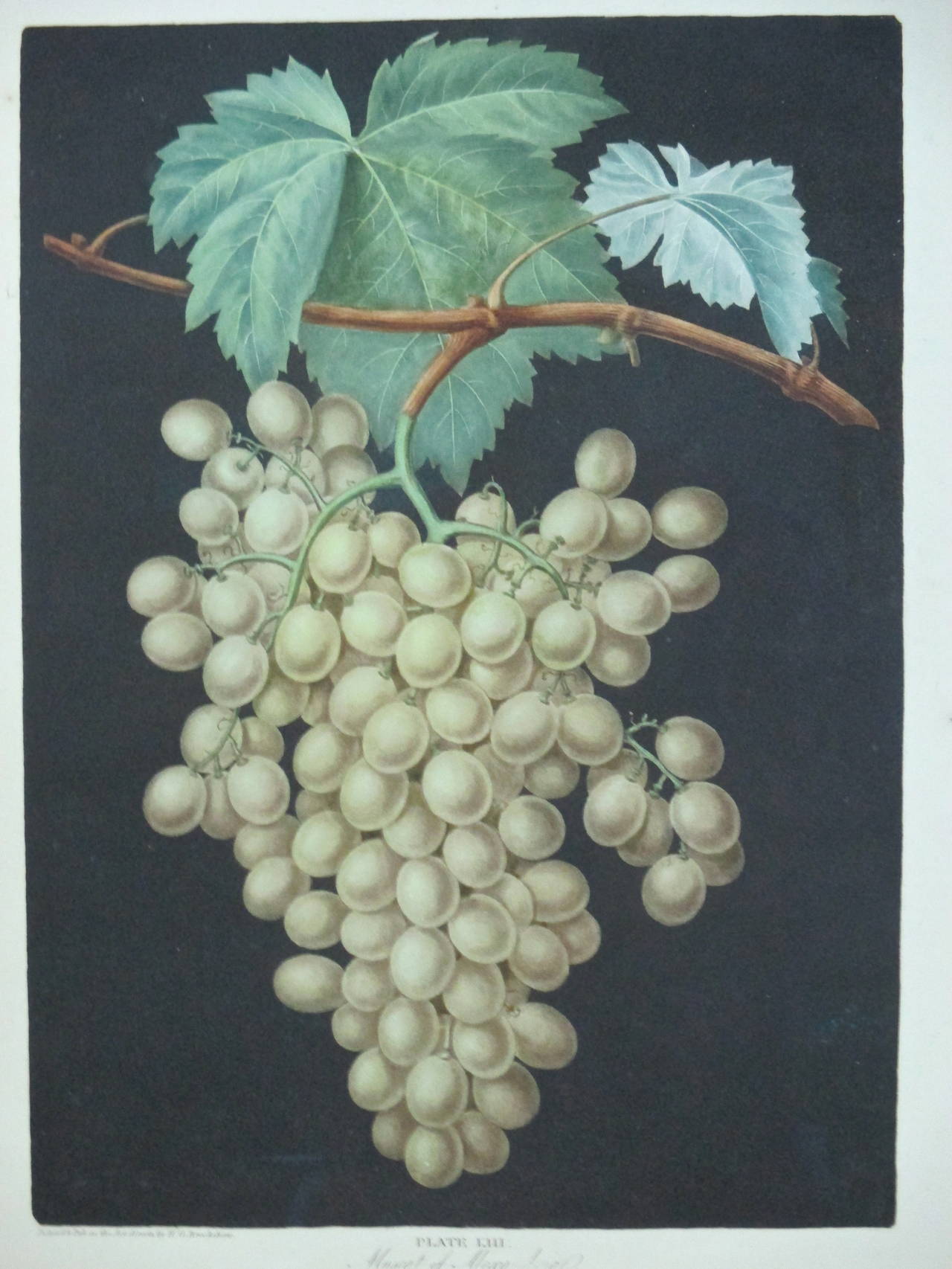 British george brookshaw Print of Muscat Wine Grapes For Sale