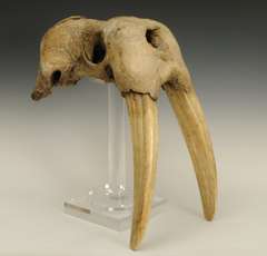 Antique Walrus skull