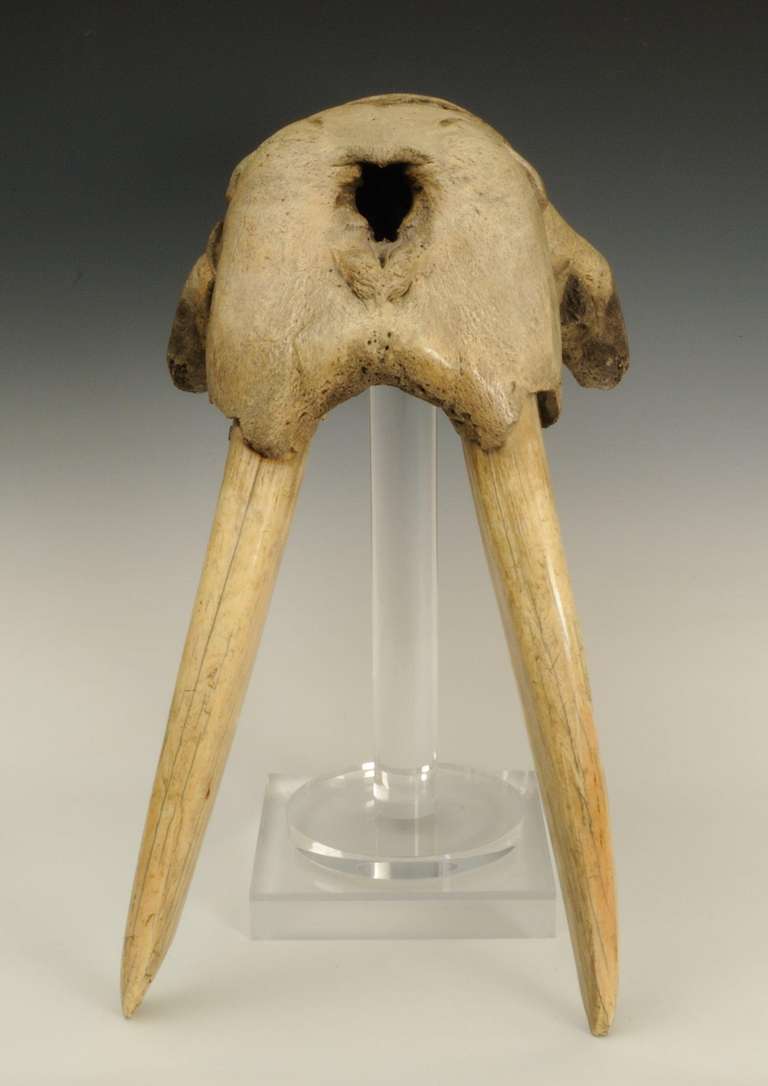 An interesting 18th or 19th century Walrus with full skull and tusks. 

Greenland