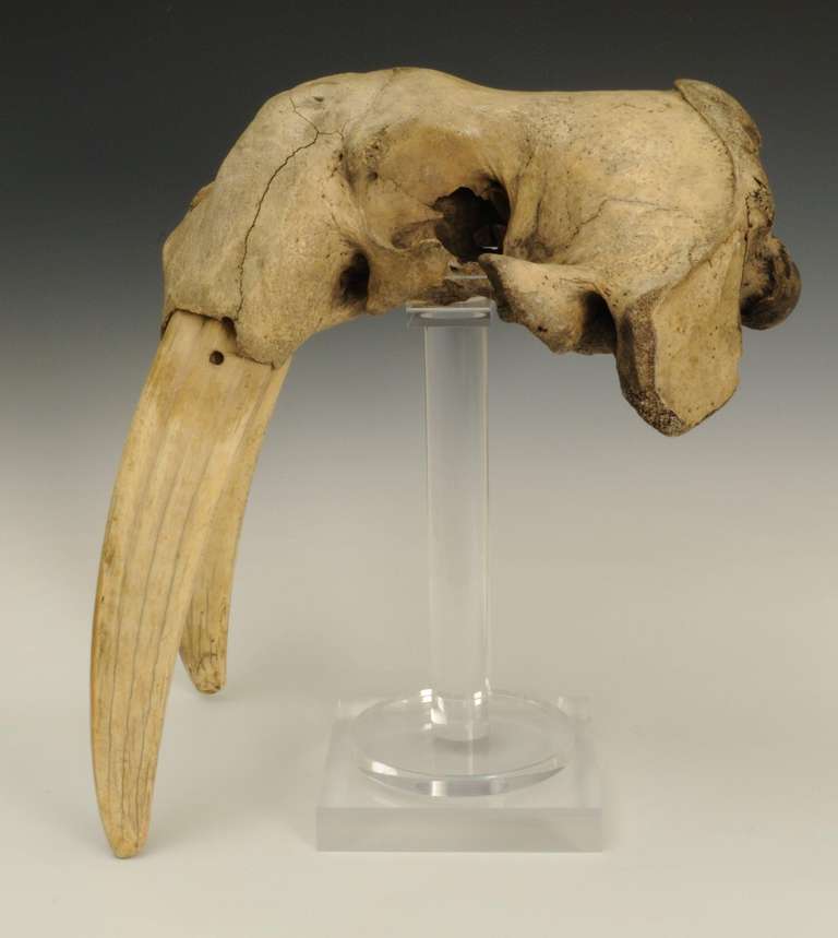 walrus skull for sale