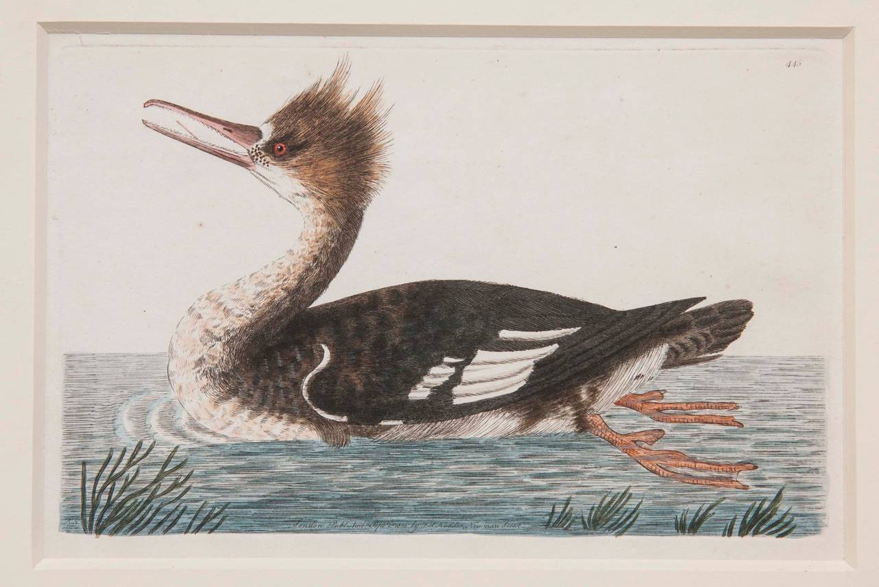 Shaw & Nodden Engraving of a Merganser Shaw & Nodden Engraving of a Merganser