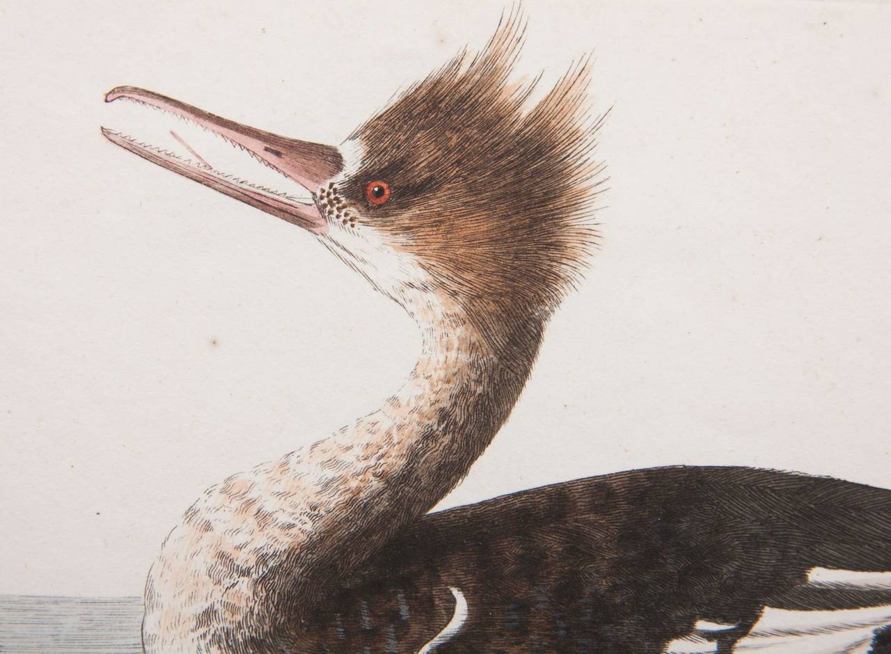 Shaw & Nodden Gravur eines Merganser im Zustand „Hervorragend“ im Angebot in Stamford, CT