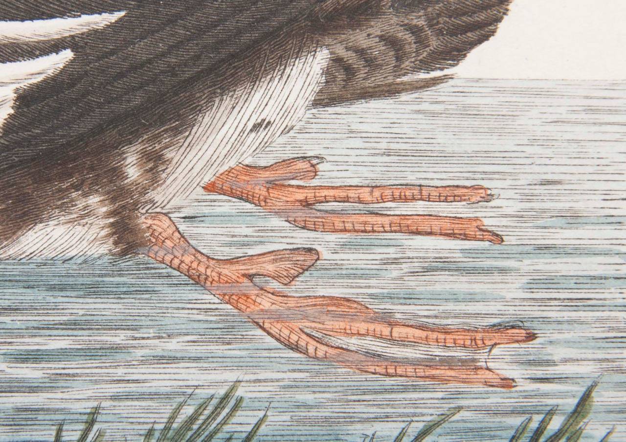 Shaw & Nodden Engraving of a Merganser Shaw & Nodden Engraving of a Merganser