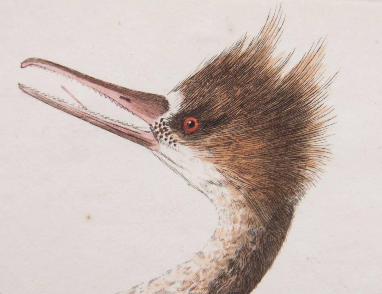 Shaw & Nodden Engraving of a Merganser Shaw & Nodden Engraving of a Merganser
