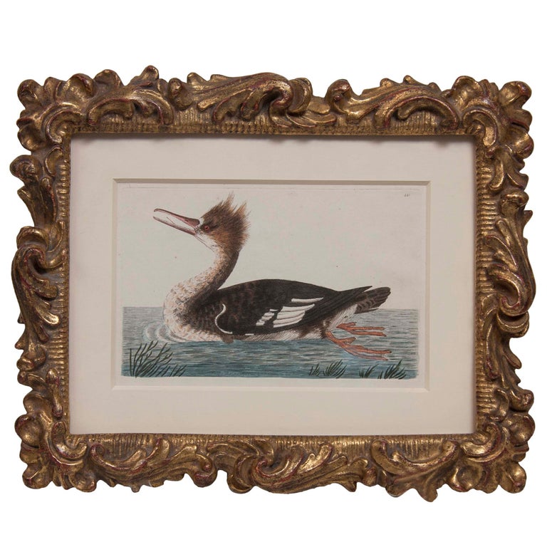 Shaw & Nodden Engraving of a Merganser Shaw & Nodden Engraving of a Merganser