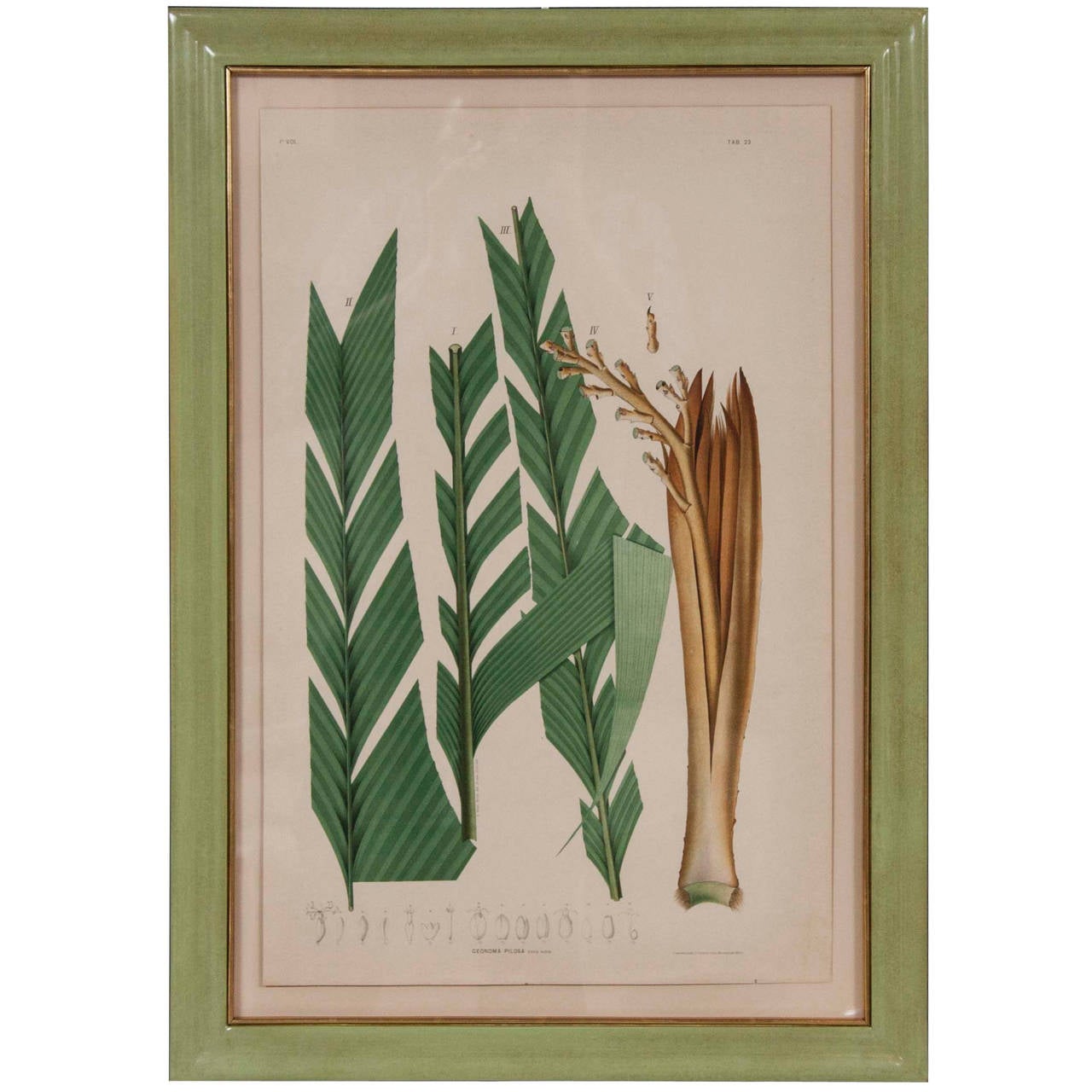 Chromolithograph Studies of Brazilian Palm Culture by Joao Rodrigues