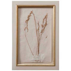 French 19th Century Herbiers Seven Available 3