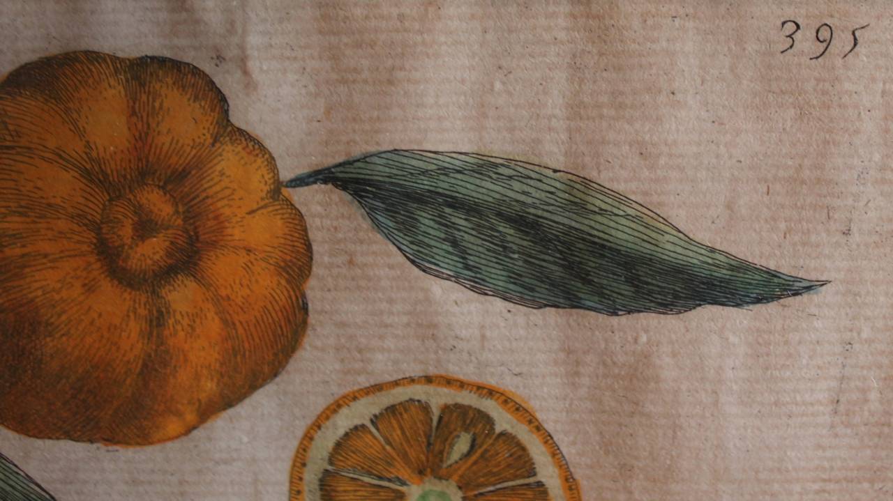 18th Century Giovanni Baptista Ferrari Original Citrus Prints, 1720 For Sale
