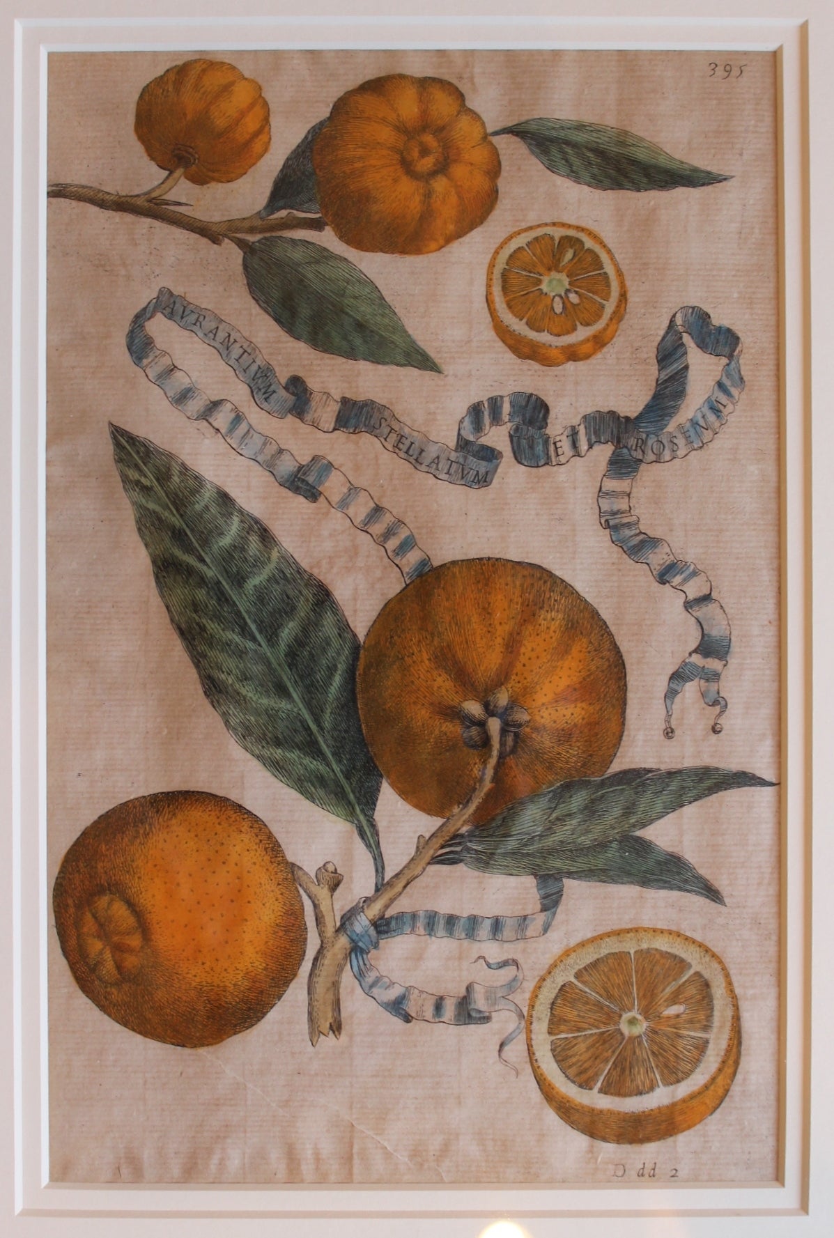 Giovanni Baptista Ferrari Original Citrus Prints, 1720 In Excellent Condition For Sale In Charlotte, NC