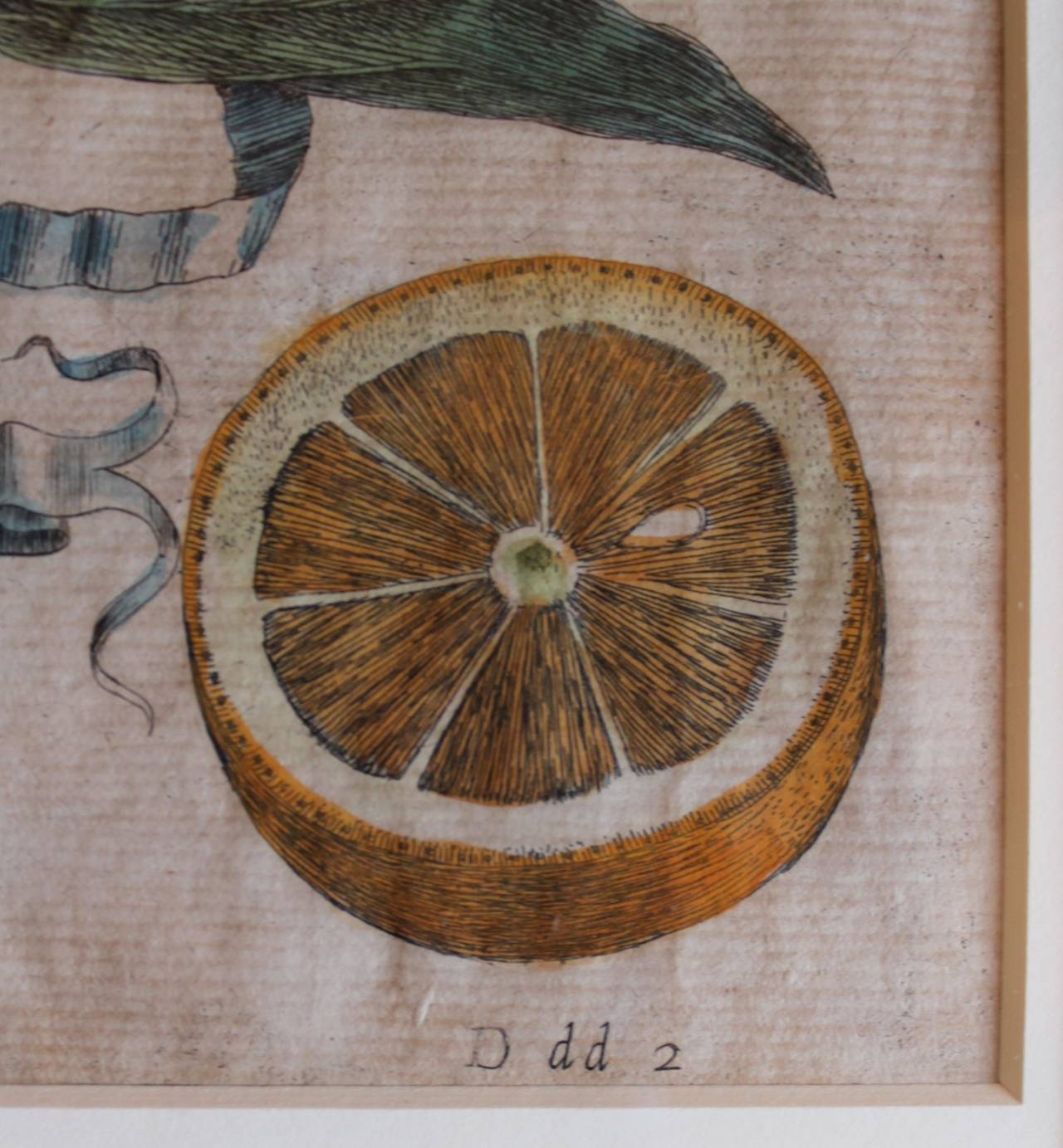 Giovanni Baptista Ferrari Original Citrus Prints, 1720 For Sale 3