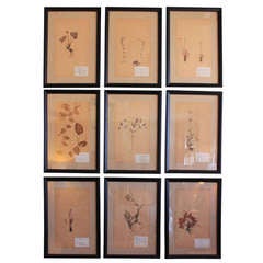 Framed Collection of Antique French Herbarium
