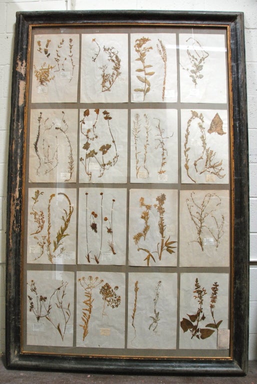 Beautifully framed 19th Century French Botanical Collection, newly framed in a large 19th Century Frame. Provence, France.