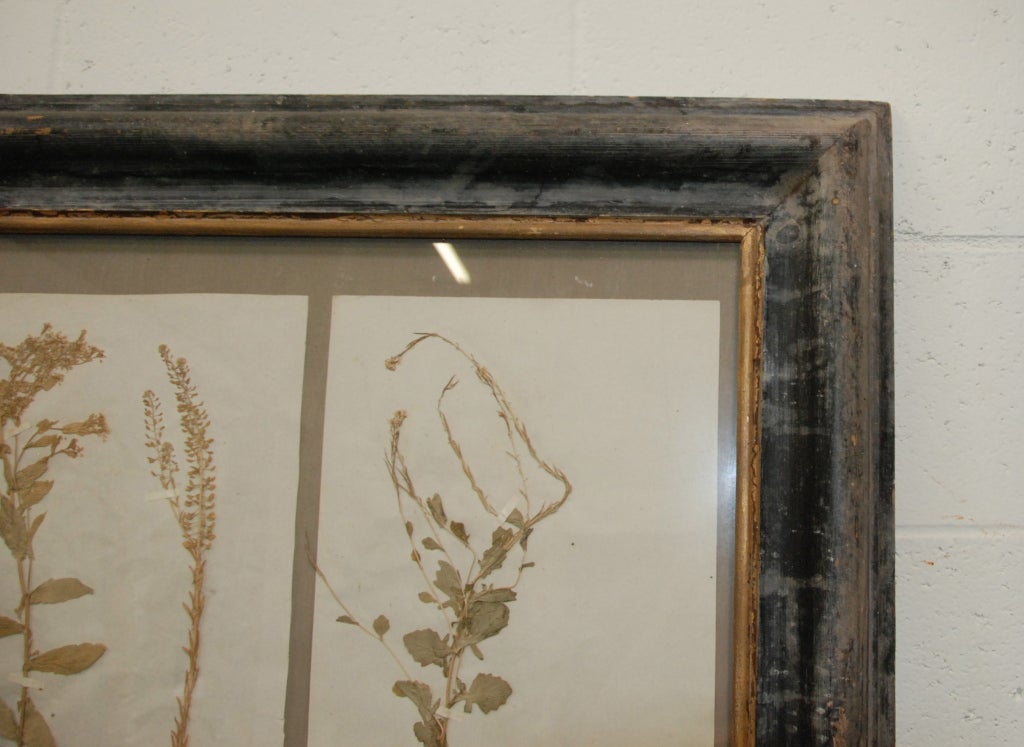 French Larger 19th Century Framed Botanical Collection