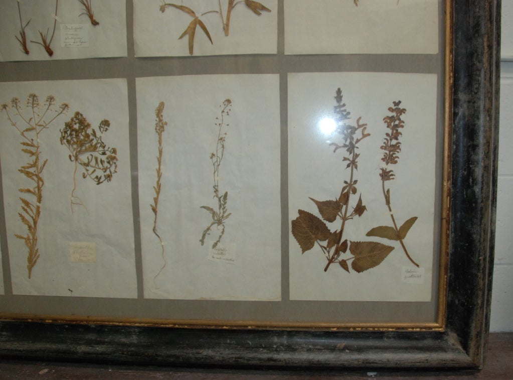 Wood Larger 19th Century Framed Botanical Collection