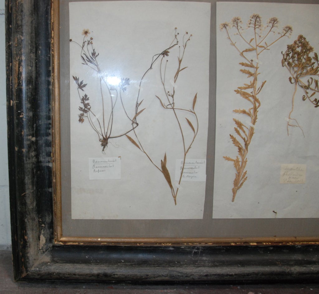 Larger 19th Century Framed Botanical Collection 1