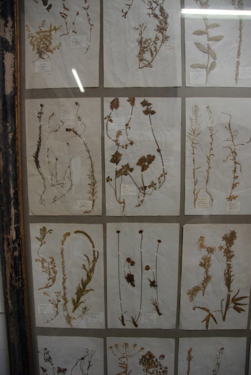 Larger 19th Century Framed Botanical Collection 3